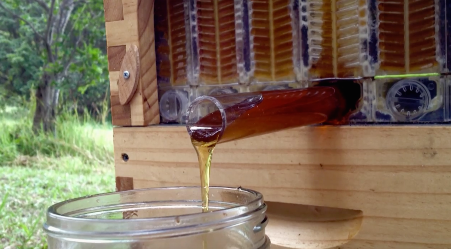 Flow Hive – Honig auf Knopfdruck | Easy BeeBox Alternative