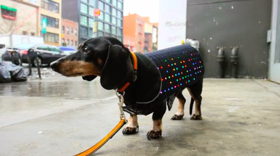 Disco Dog: Hunde-Weste mit Smartphone-gesteuerten LEDs