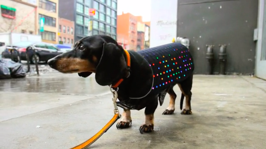 discodog3