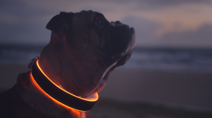 Buddy: Smartes Hundehalsband mit GPS und LEDs
