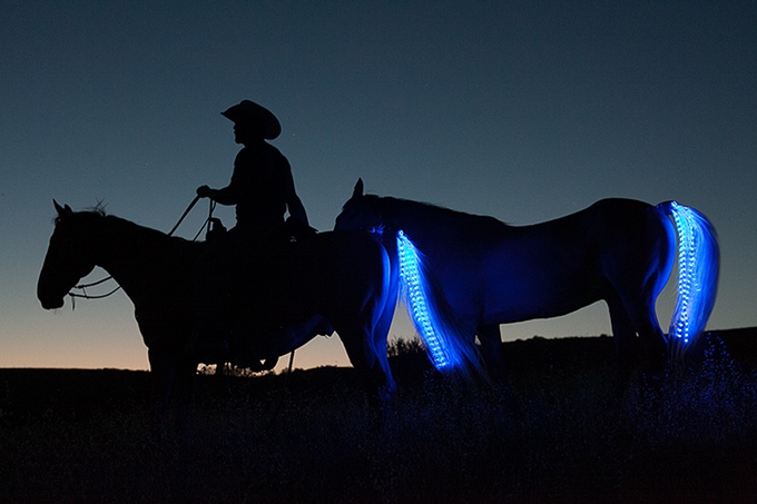 Tail Lights: Der LED-Schweif für mehr Sicherheit für Pferde