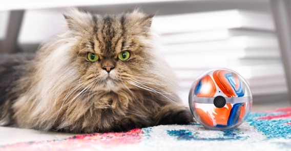 Pebby: Der Spielzeugball mit Tracker für Hund und Katz