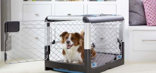 Hunde Gadgets Praktische Gadgets für deinen Hund gibt�s hier!
