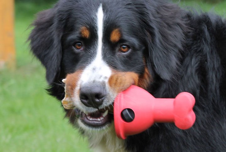 Boneguard: Kau-Snack-Halter bietet Hunden mehr Sicherheit