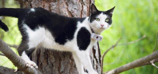 Katze traegt Tracker Weenect cats 2 am Halsband auf Baum
