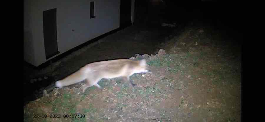 fuchs nachts entdeckt mit sicherheitskamera