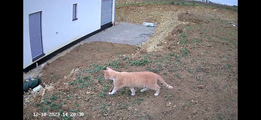 tiererkennung erkennt katze