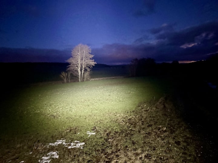 Baum in einem Lichtkegel bei Nacht