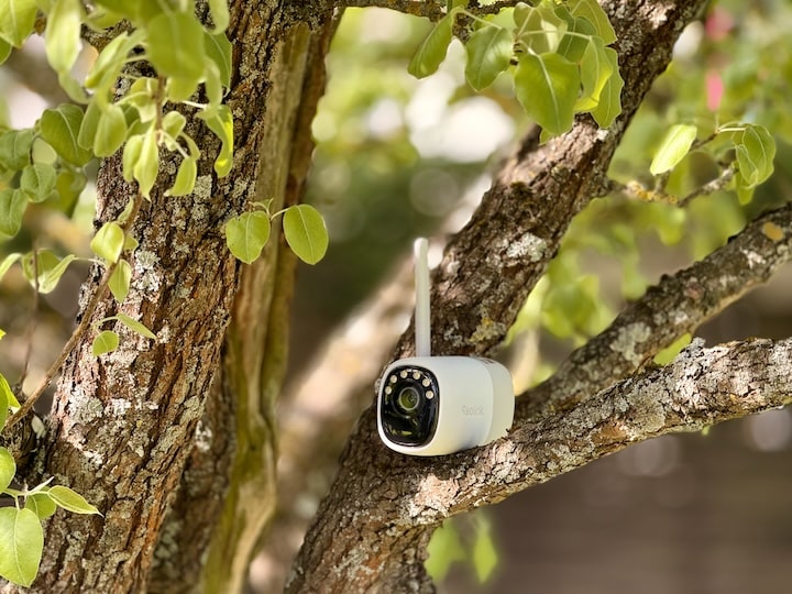 Altas Kamera in einem Baum